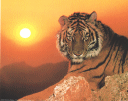 Breathtaking 10 x 8 print, large tiger in deep orange sunset--perfect background paper for a Tiger Leader thank you gift
